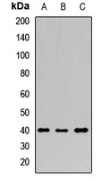 PDX1 Antibody