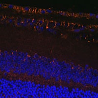 LOXL1 antibody