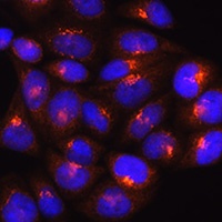 Golgin subfamily A member 4 antibody