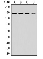 MAN2A1 Antibody