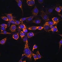 Anti-Septin 4 Antibody