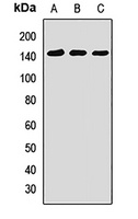 SNF2L Antibody