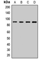 SPG7 Rabbit Polyclonal Antibody