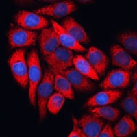 EIF3B antibody