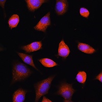 Anti-EIF2B5 Antibody