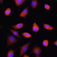 EIF2B5 antibody