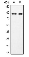USP13 Antibody