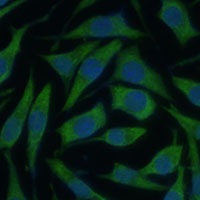 Anti-KIF14 Antibody