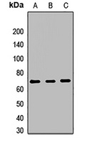 POMT1 Antibody
