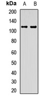EMC1 Antibody