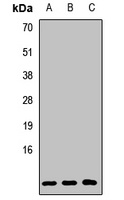 GNG2 Rabbit Polyclonal Antibody