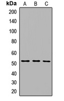 ENT3 Rabbit Polyclonal Antibody