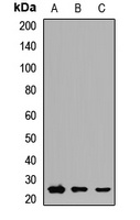 RAB3D Antibody
