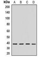 STOML2 Rabbit Polyclonal Antibody