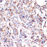 STOML2 antibody