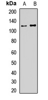 USP28 Antibody