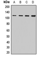 CORIN Rabbit Polyclonal Antibody
