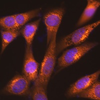 Anti-ERGIC-53 Antibody