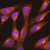 LMAN1 antibody