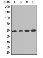 PGDH3 Antibody