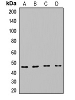 Carboxypeptidase B Rabbit Polyclonal Antibody