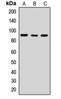 CDC25 Rabbit Polyclonal Antibody