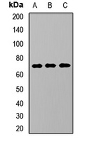 KREMEN Rabbit Polyclonal Antibody