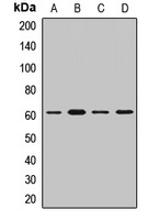 MPP6 Rabbit Polyclonal Antibody