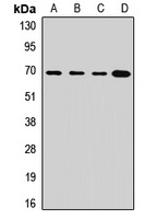 P2RX7 Rabbit Polyclonal Antibody