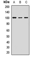 GPR49 Rabbit Polyclonal Antibody