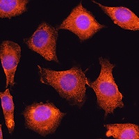 Anti-SEC11A Antibody