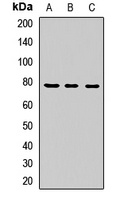 LGN Rabbit Polyclonal Antibody