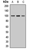 R Cadherin Rabbit Polyclonal Antibody