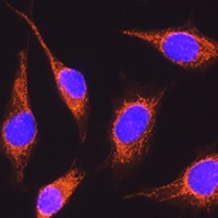 RCN1 antibody