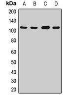 PARG Rabbit Polyclonal Antibody