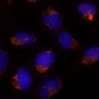 Anti-SEC14L2 Antibody