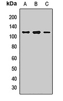 Whirlin Rabbit Polyclonal Antibody