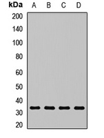 p34-ARC Antibody