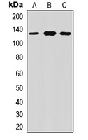 MYT1 Rabbit Polyclonal Antibody