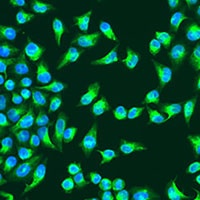 Anti-COX2 Antibody