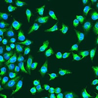 MT-CO2 antibody