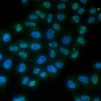 Anti-SOX2 Antibody