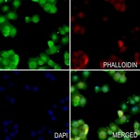 Anti-SIRT1 Antibody