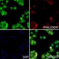 SIRT1 antibody