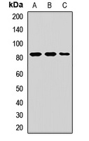 MCM7 Antibody