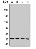 ATG5 Antibody