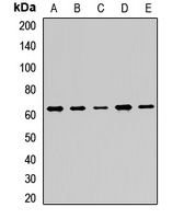 PINK1 Rabbit Polyclonal Antibody