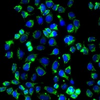 PINK1 Rabbit Polyclonal Antibody