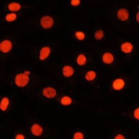 Anti-SOX2 Antibody