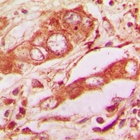 Anti-COX2 Antibody